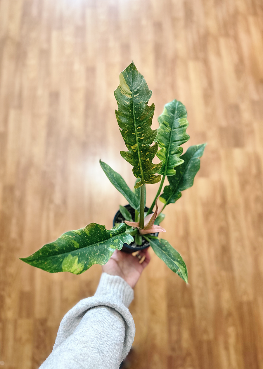 Philodendron Ring of fire | 4 po