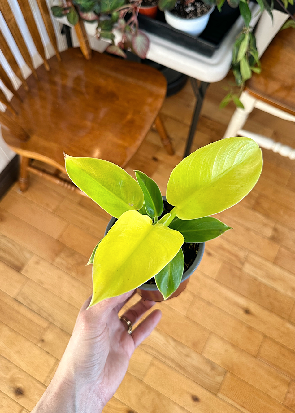Philodendron Moonlight | 4 po