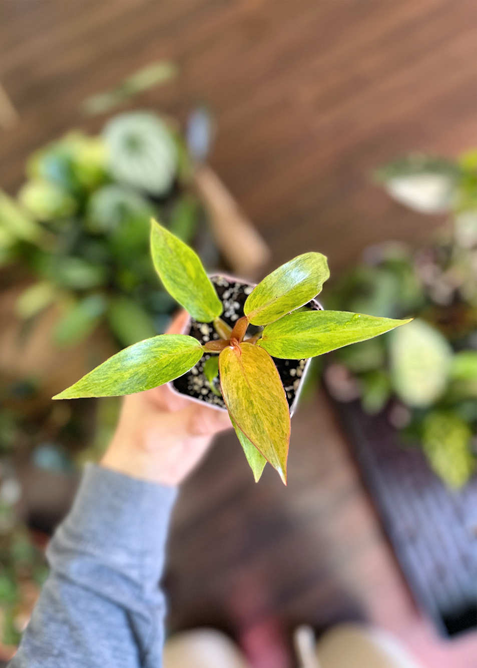 Philodendron Quad Color | 3 po
